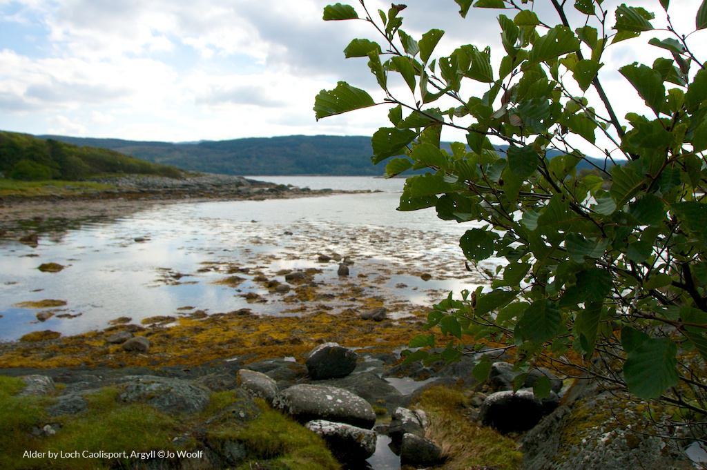 Alder by Loch Caolisport, Argyll © Jo Woolf