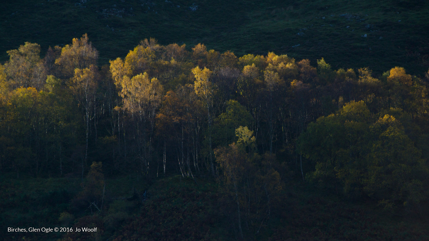 Tree folklore: Birches, Glen Ogle © Jo Woolf.
