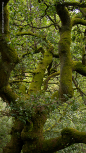 Moss covered oak © Jo Woolf