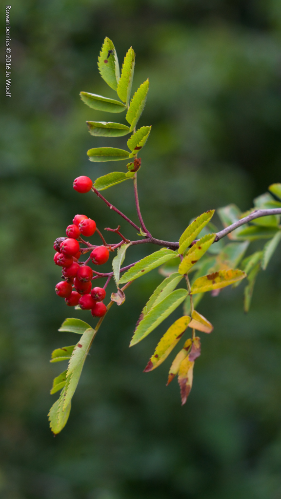 Rowan berries © Jo Woolf