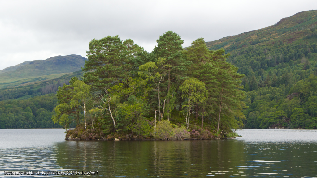 Scots pine and birch, Loch Katrine © Jo Woolf