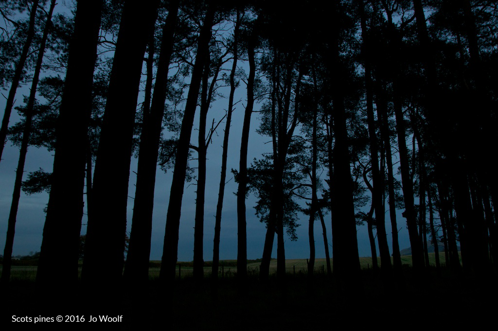 Scots pines © Jo Woolf