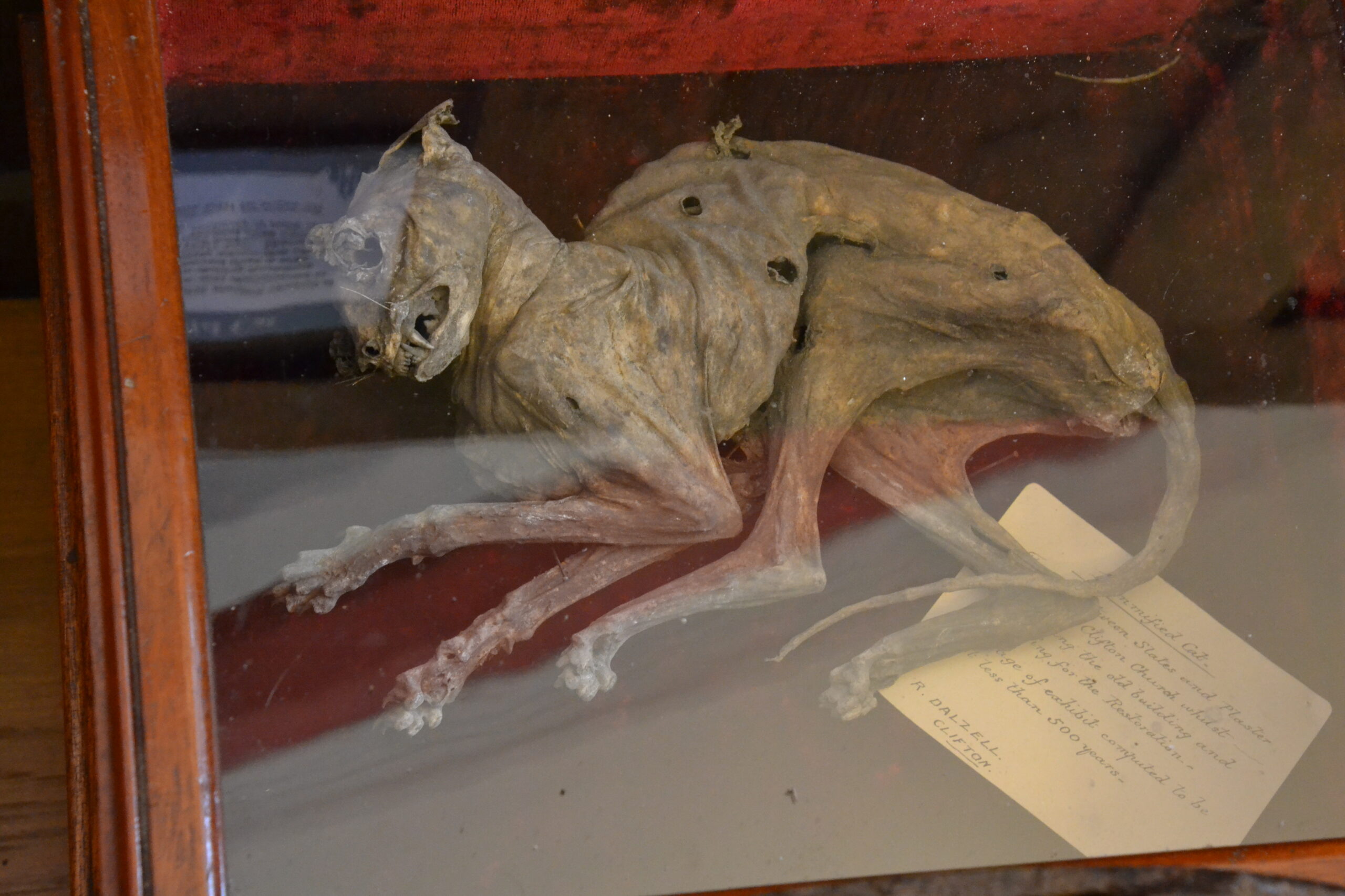 Mummified cat found in the roof space of a church in Clifton, Cumbria. Photograph by J. Neild, copyright Keswick Museum (please contact Keswick Museum curator to reproduce image)
