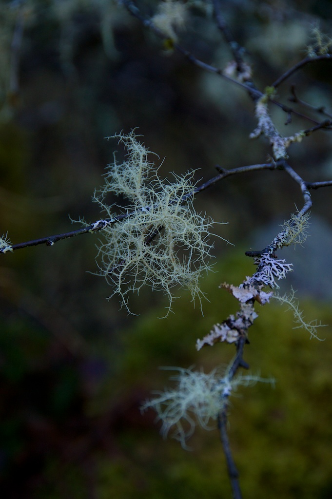 Lichen on birch twigs © 2016 Jo Woolf.