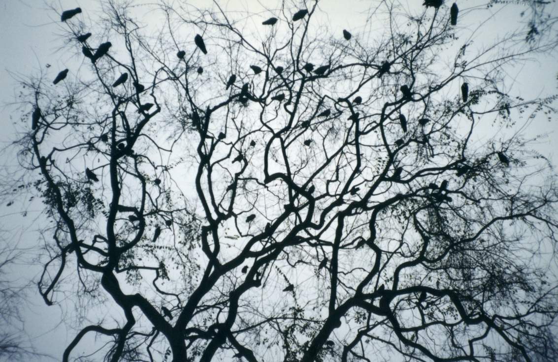 A murder of crows gather at dusk © Jesse Weinstein