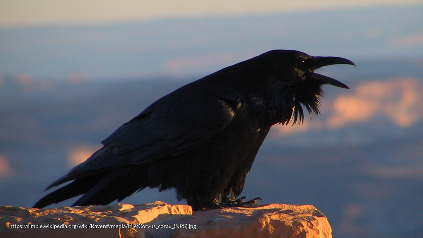 Raven folklore