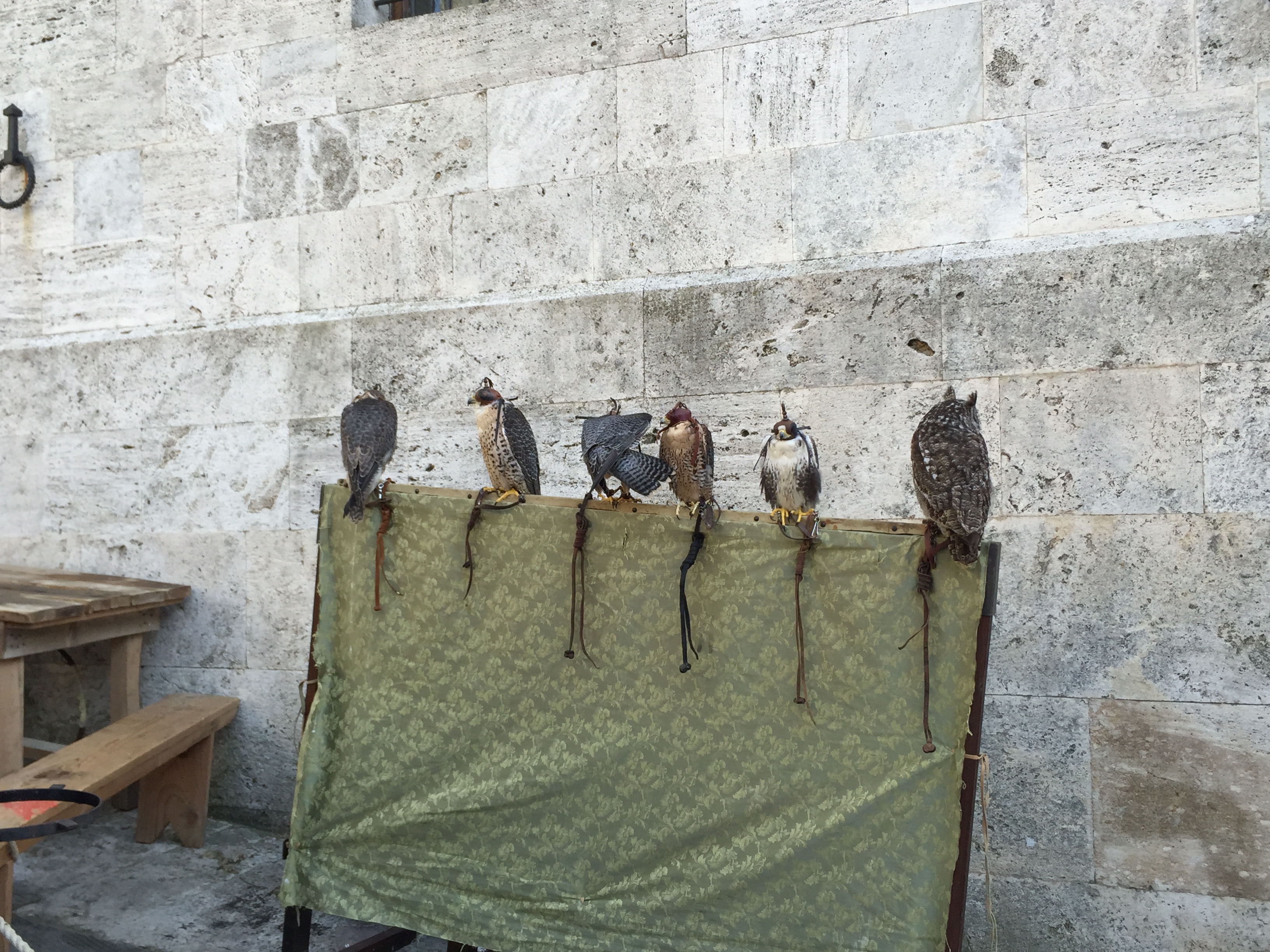Ready for Some Medieval Falconry © Lisa M. Vogele