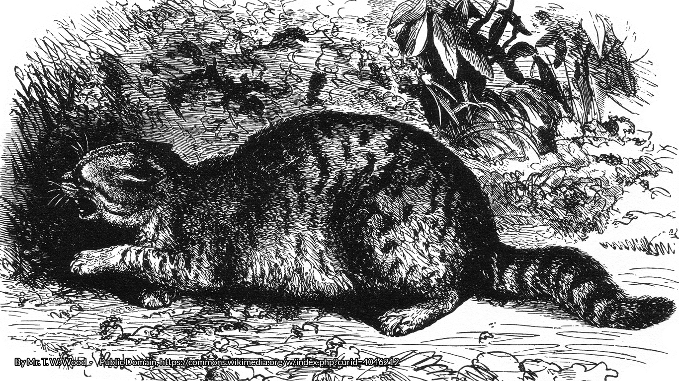 Il Gatto Mammone: The Italian Legend of the Cat King (Or Cat Demon?)