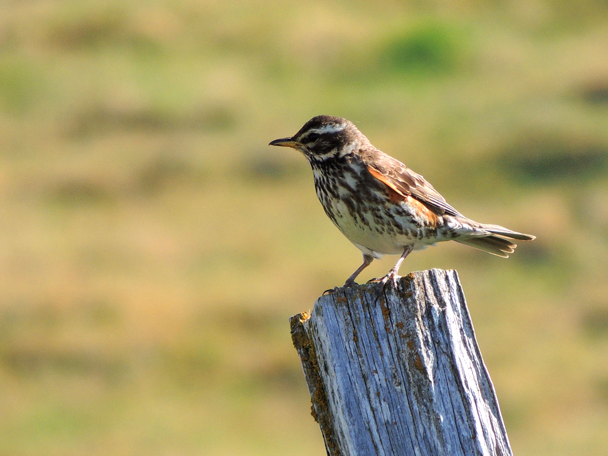 A redwing on its Icelandic breeding grounds © Edward Parnell