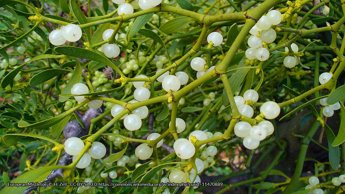 European Mistletoe © H. Zell - CC BY-SA 3.0, https://commons.wikimedia.org/w/index.php?curid=11470889