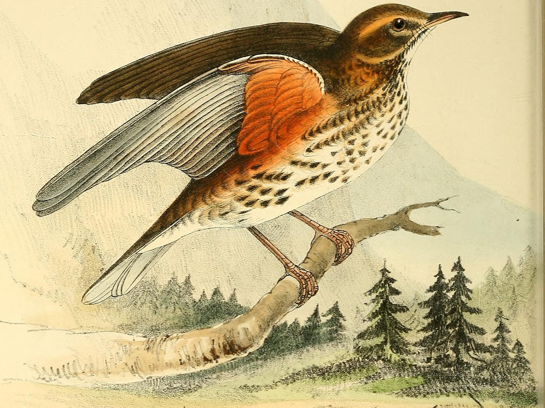 A redwing engraved in ‘Coloured Illustrations of British Birds, and Their Eggs’ (H. L. Meyer, 1842)