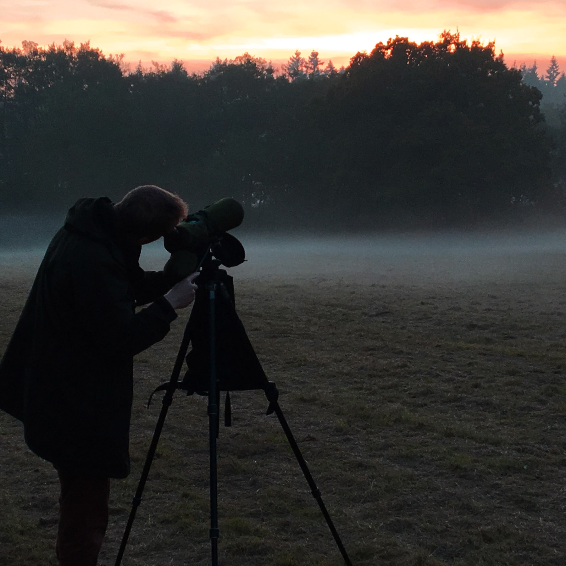 Edward Parnell scanning for bramblings in the rising mist © K. Walne