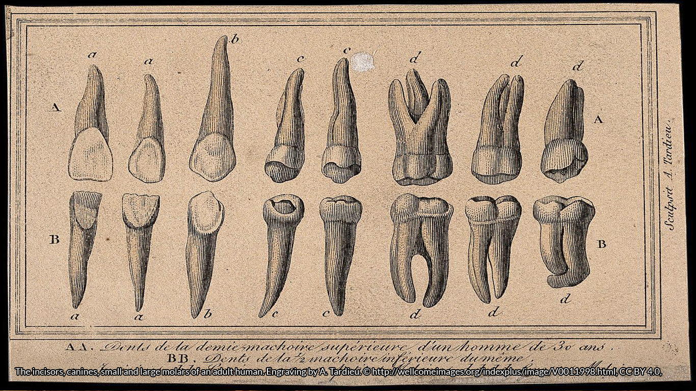 The incisors, canines, small and large molars of an adult human. Engraving by A. Tardieu. © http://wellcomeimages.org/indexplus/image/V0011998.html, CC BY 4.0