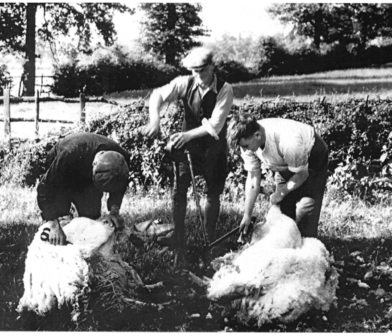 Shearing in the 1930s. Mechanical clippers are now replacing hand shears — Courtesy of H. Spencer