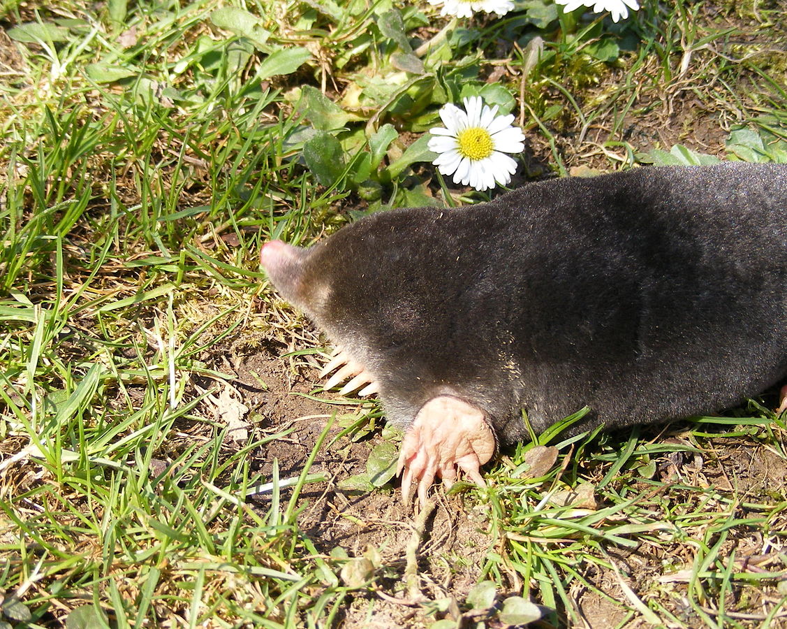 The European Mole, Talpa europaea © Stanislaw Szydlo, CC BY-SA 3.0, https://commons.wikimedia.org/w/index.php?curid=6433426