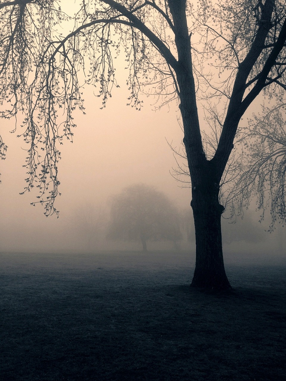 https://pixabay.com/en/trees-spooky-mist-park-nature-448554/