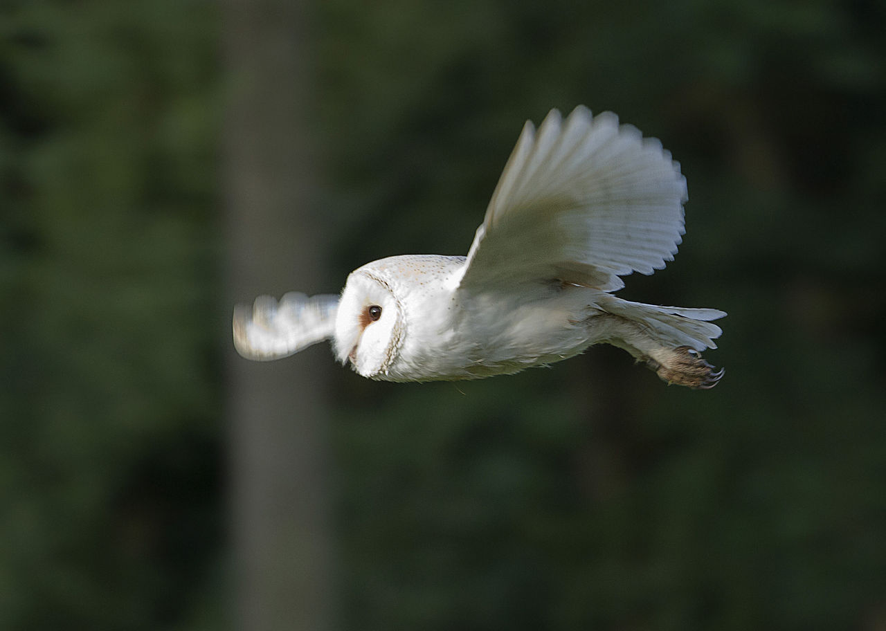 Beware the Shriek of a Barn Owl - By Edd deane from Swaffham, England https://commons.wikimedia.org/w/index.php?curid=19881692