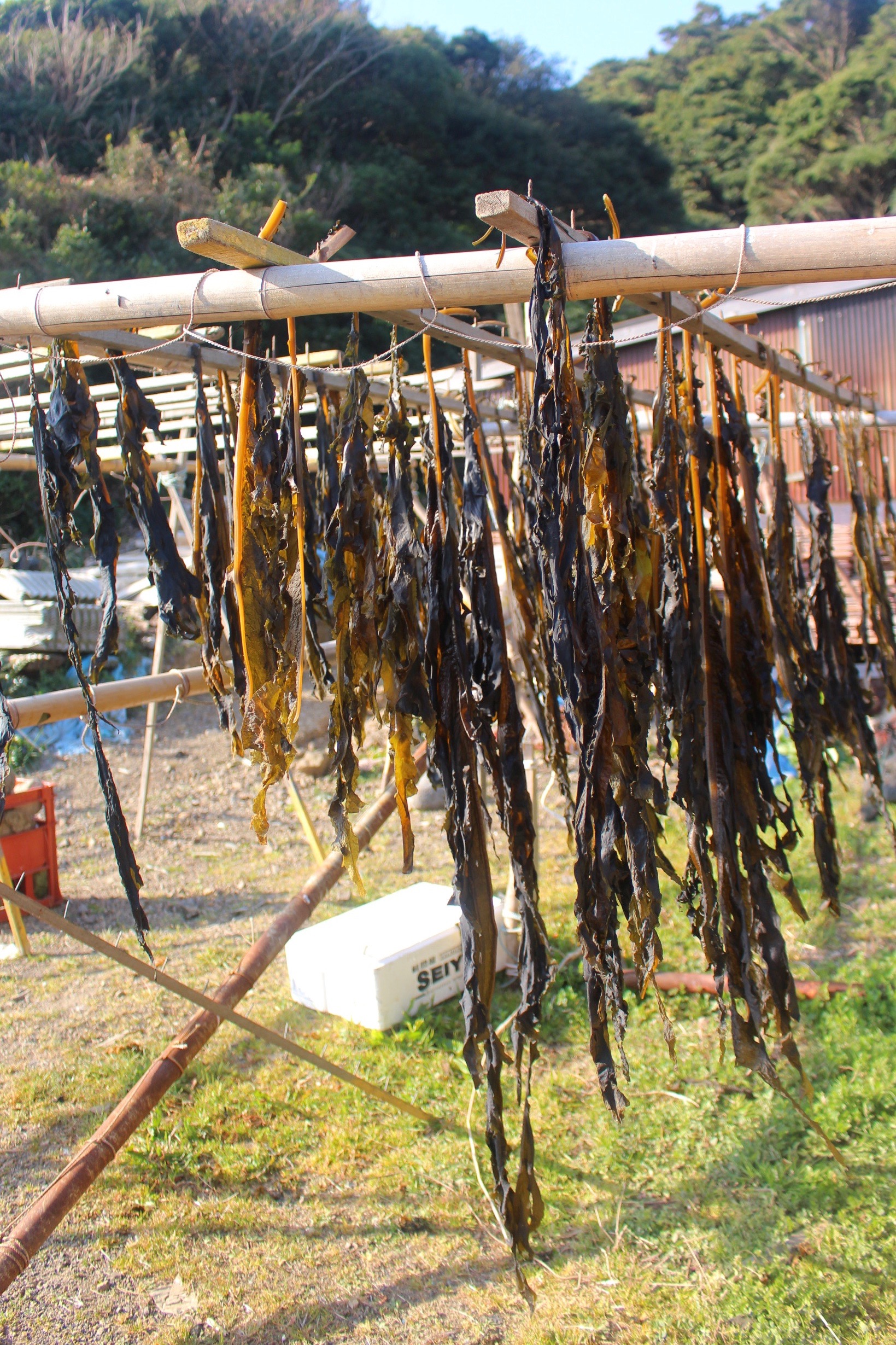 Seaweed caught by ama divers, hung out to dry in the sun © Amy Elize 2017