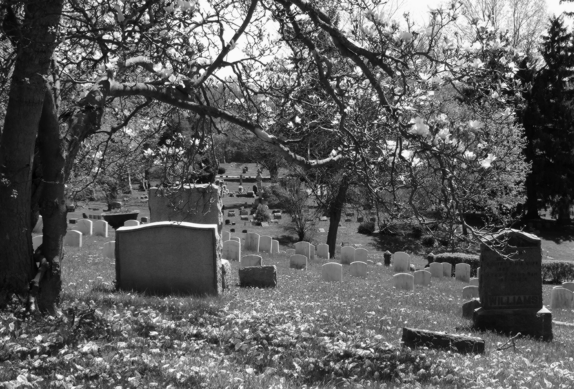 https://pixabay.com/en/cemetery-graveyard-magnolia-tree-987155/