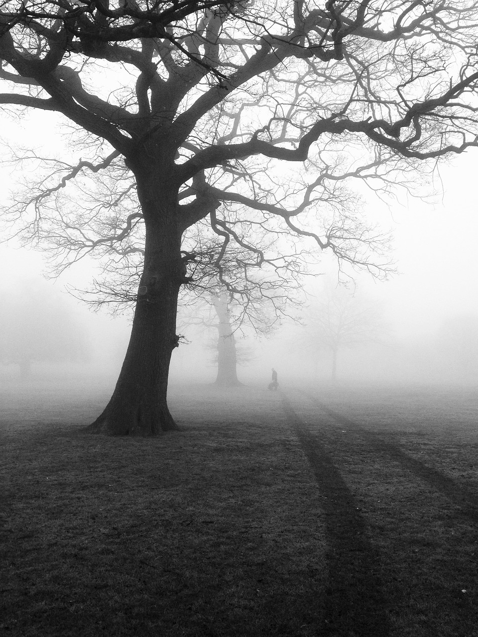 https://pixabay.com/en/trees-mist-fog-eerie-nature-450854/