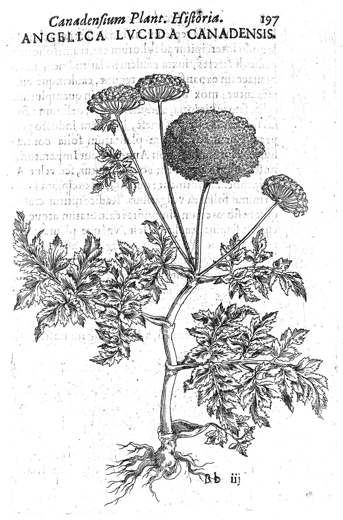 An illustration of Angelica Lucida Canadensis, from Jacques-Philippe Cornut, Canadensium Plantarum aliarumque nondum editarum Historia (Paris, 1635). Wellcome Library, London. Angelica was a common ingredient in plague remedies and its healing properties were said to be revealed to mankind by the archangel Raphael. CC BY 4.0, https://commons.wikimedia.org/w/index.php?curid=35944583