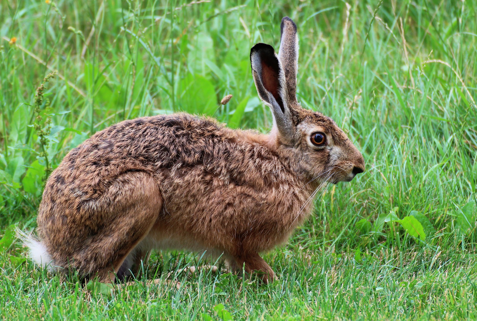 A hare, or Molly Drummond? https://pixabay.com/en/hare-animal-nature-bunny-meadow-940973/