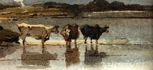 Illustration of three cows in a lake.