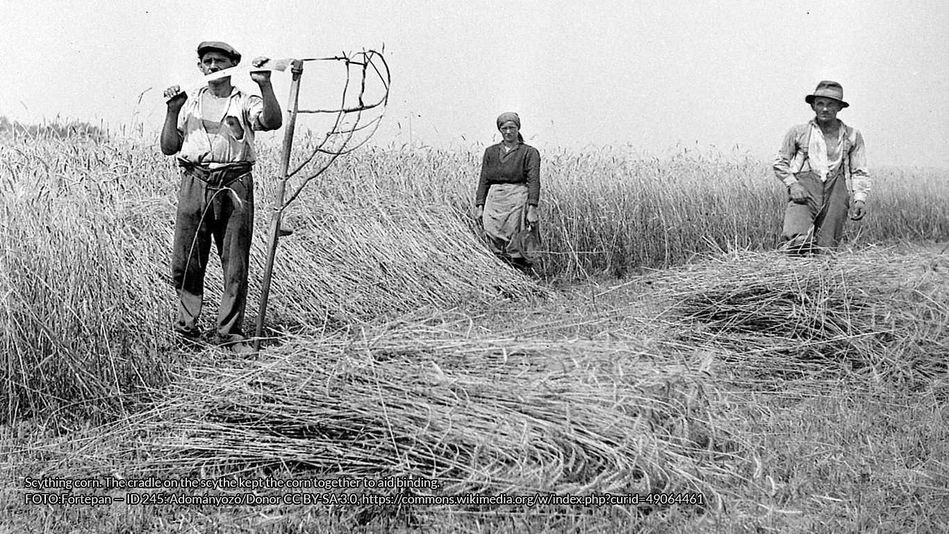 An old black and white photo of three people scything corn in a field.