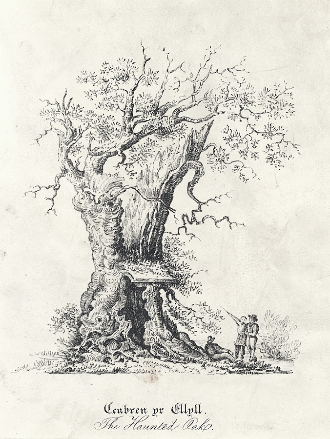 Black and white drawing of the tree