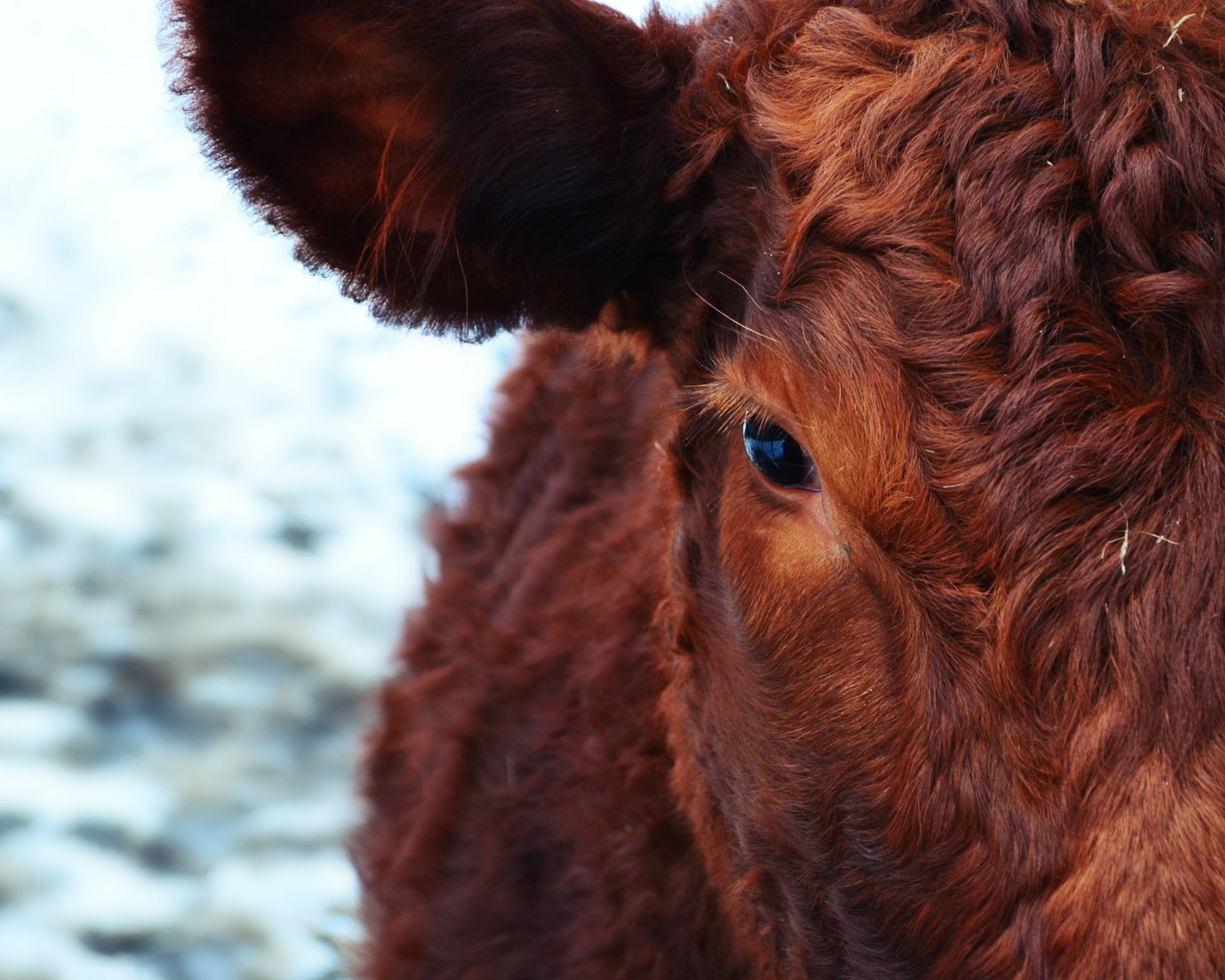 Close up of red-brown cow