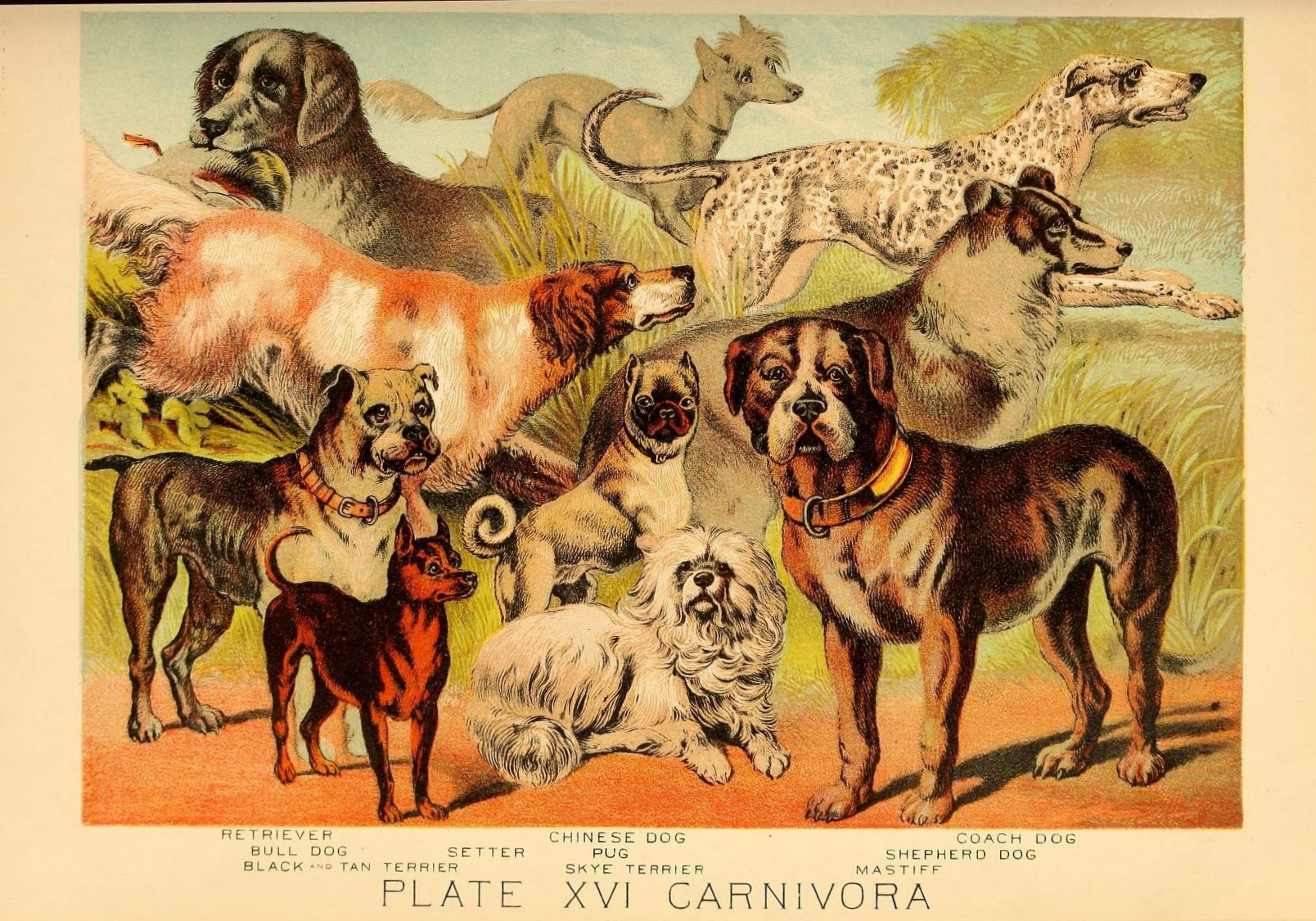 Companion dogs were often believed to have mystical abilities. Dog Illustration from Johnson’s Book of Household Nature, 1880.