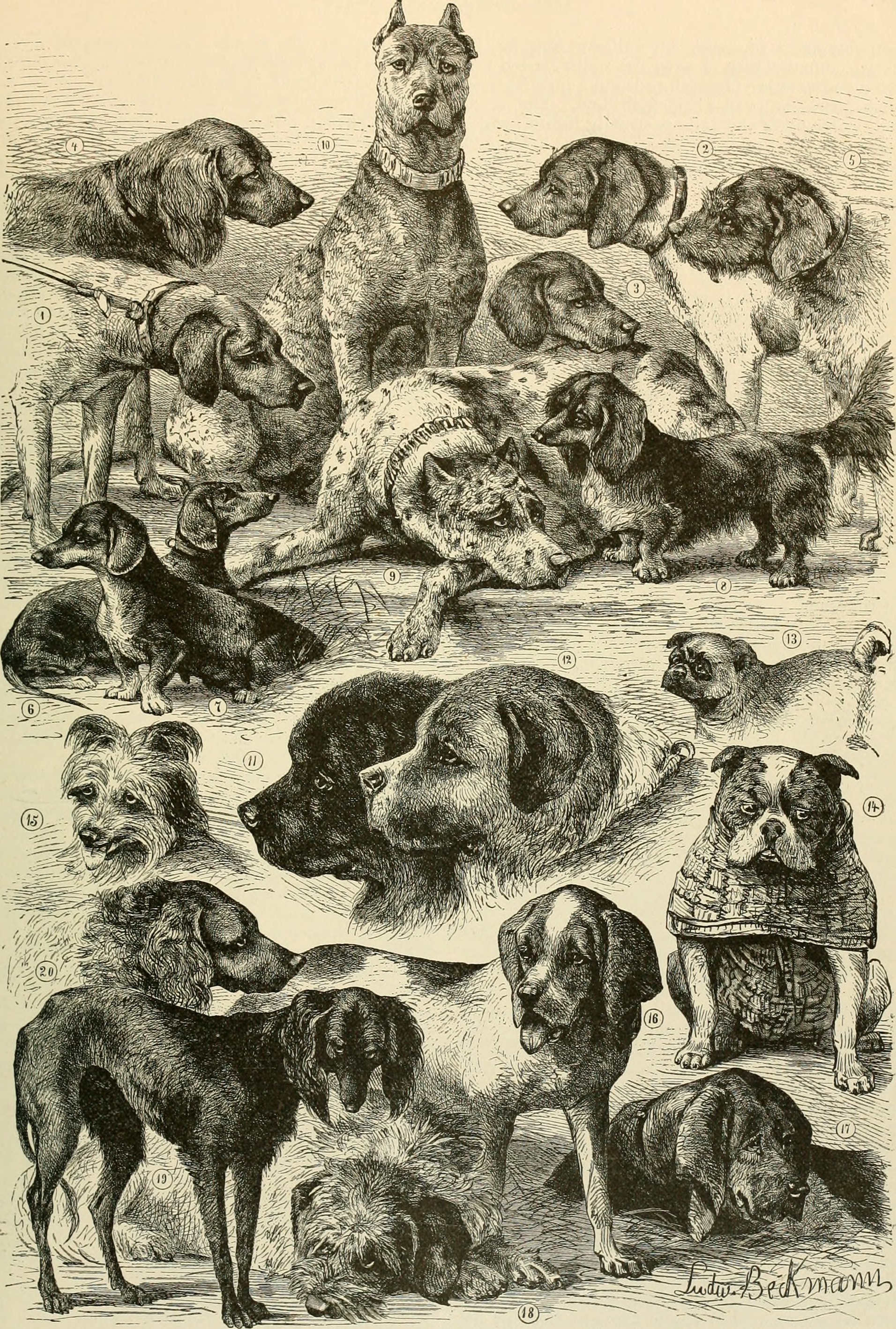 Companion Dogs Sometimes Appeared Alongside Deities in Celtic and Roman Mythology. Illustration from Brehm's Life of Animals, 1895. https://commons.wikimedia.org/wiki/File:Brehm%27s_Life_of_animals_-_a_complete_natural_history_for_popular_home_instruction_and_for_the_use_of_schools_(1895)_(20419028811).jpg