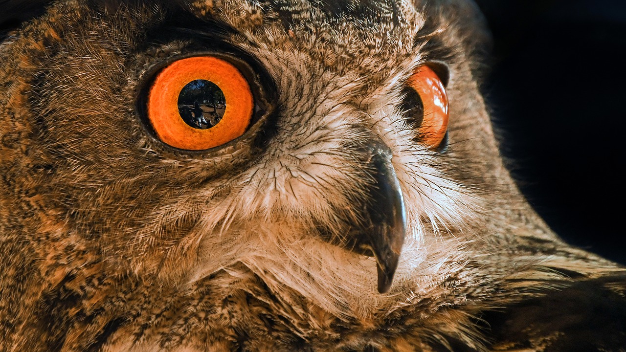 Close up of an owl's eyes