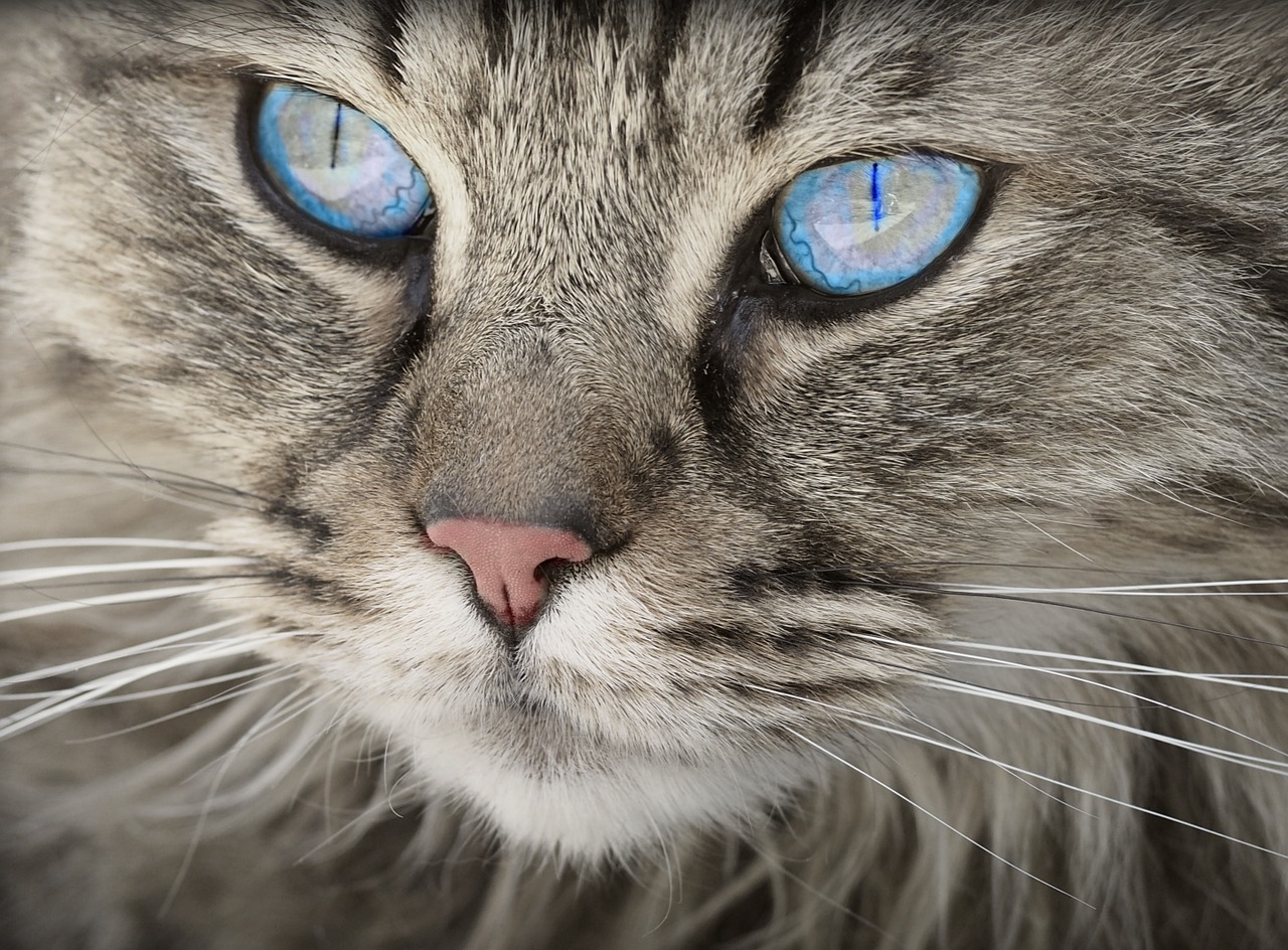 Close up of cat with blue eyes