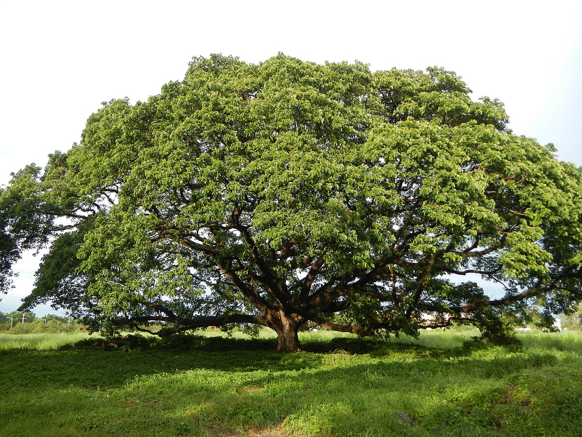 Acacia, Angeles City, Pampanga, Philippines By Judgefloro - Own work, CC BY-SA 4.0, https://commons.wikimedia.org/w/index.php?curid=40445313