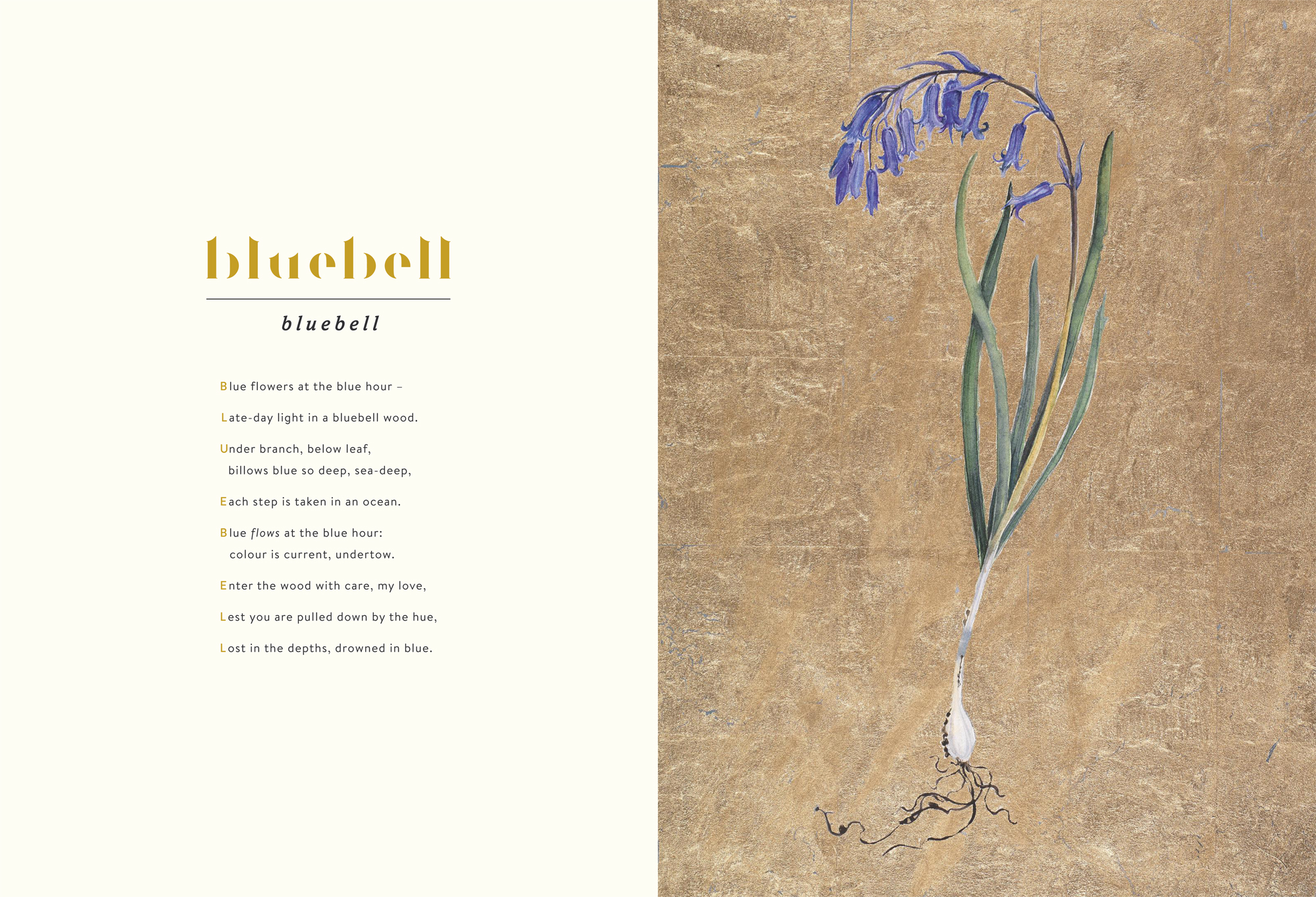 Bluebell © Jackie Morris & Robert Macfarlane
