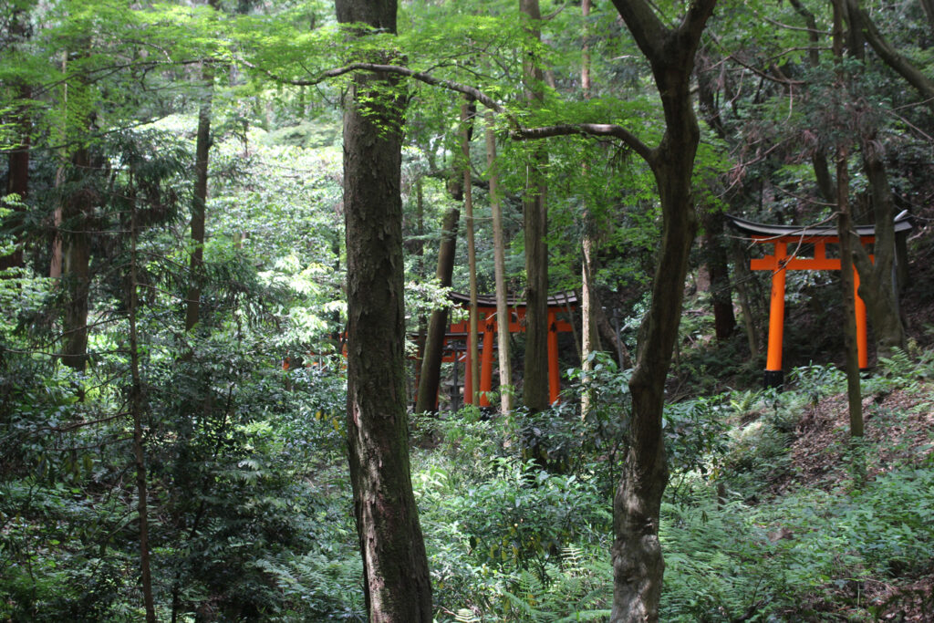 The trail of torii gates weaving through the forest to the top of Mount Inari © Amelia Starling