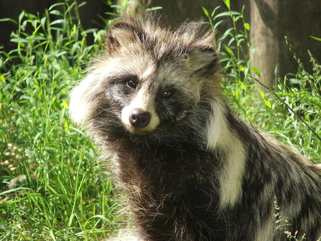 Japanese raccoon dog (Nyctereutes procyonoides viverrinus), also known as tanuki (狸 or たぬき) By I, Pkuczynski, CC BY-SA 3.0 https://commons.wikimedia.org/w/index.php?curid=2346388