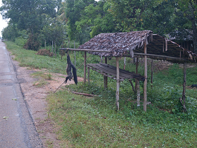 A dead aye-aye hangs near a crossroad with hopes that travelers carry away bad luck when passing by. By Thomas Althaus, CC BY 3.0 https://commons.wikimedia.org/w/index.php?curid=17756593