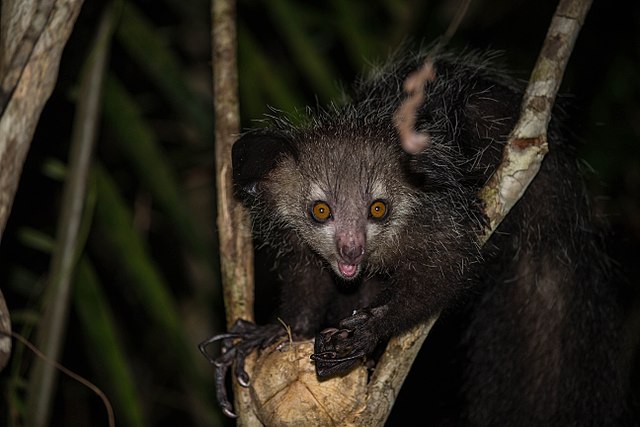 An adult aye-aye is mostly black with long, spindly fingers. By nomis-simon, CC BY 2.0 https://commons.wikimedia.org/w/index.php?curid=42890351