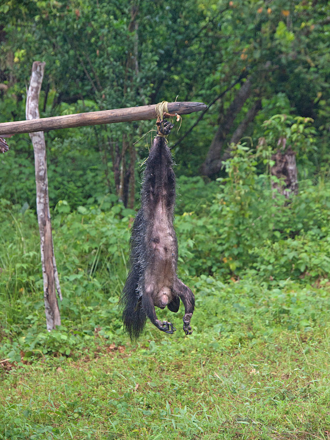 Villagers string up a dead aye-aye away from town. By Thomas Althaus, CC BY 3.0 https://commons.wikimedia.org/w/index.php?curid=17756527