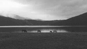Beware of horses grazing by lochs Creative Commons CC0 https://pxhere.com/en/photo/21064