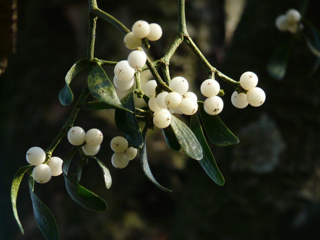 Mistletoe berries https://pixabay.com/en/mistletoe-berries-mistletoe-green-16393/