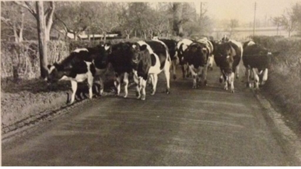 Dairy cows walking from pasture to parlour in a Warwickshire village, c1960. – Hannah Spencer