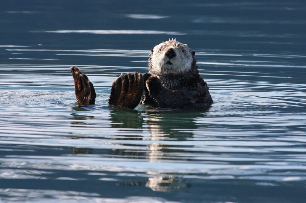 Sea otter https://pixabay.com/en/sea-otter-swimming-floating-water-1432794/