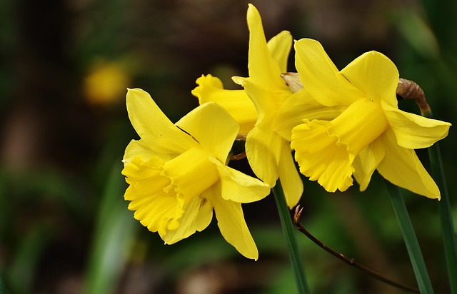 Daffodils https://pixabay.com/photos/daffodils-yellow-spring-blossom-2162825/