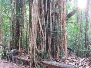Aalamaram, or banyan tree, in Tripunithura Hill Palace, Kerala — the national tree in the Republic of India. By Rojypala at Malayalam Wikipedia (transferred from ml.wikipedia to Commons by sreejithk2000) CC BY-SA 3.0 https://commons.wikimedia.org/w/index.php?curid=14685608