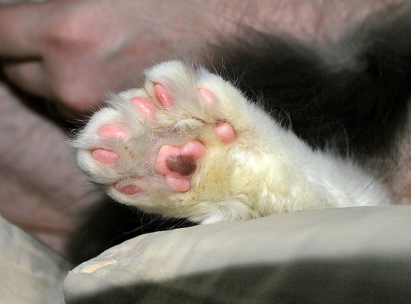 Polydactyl Cat’s Paw – Onyxrain, Public Domain https://commons.wikimedia.org/w/index.php?curid=1982031