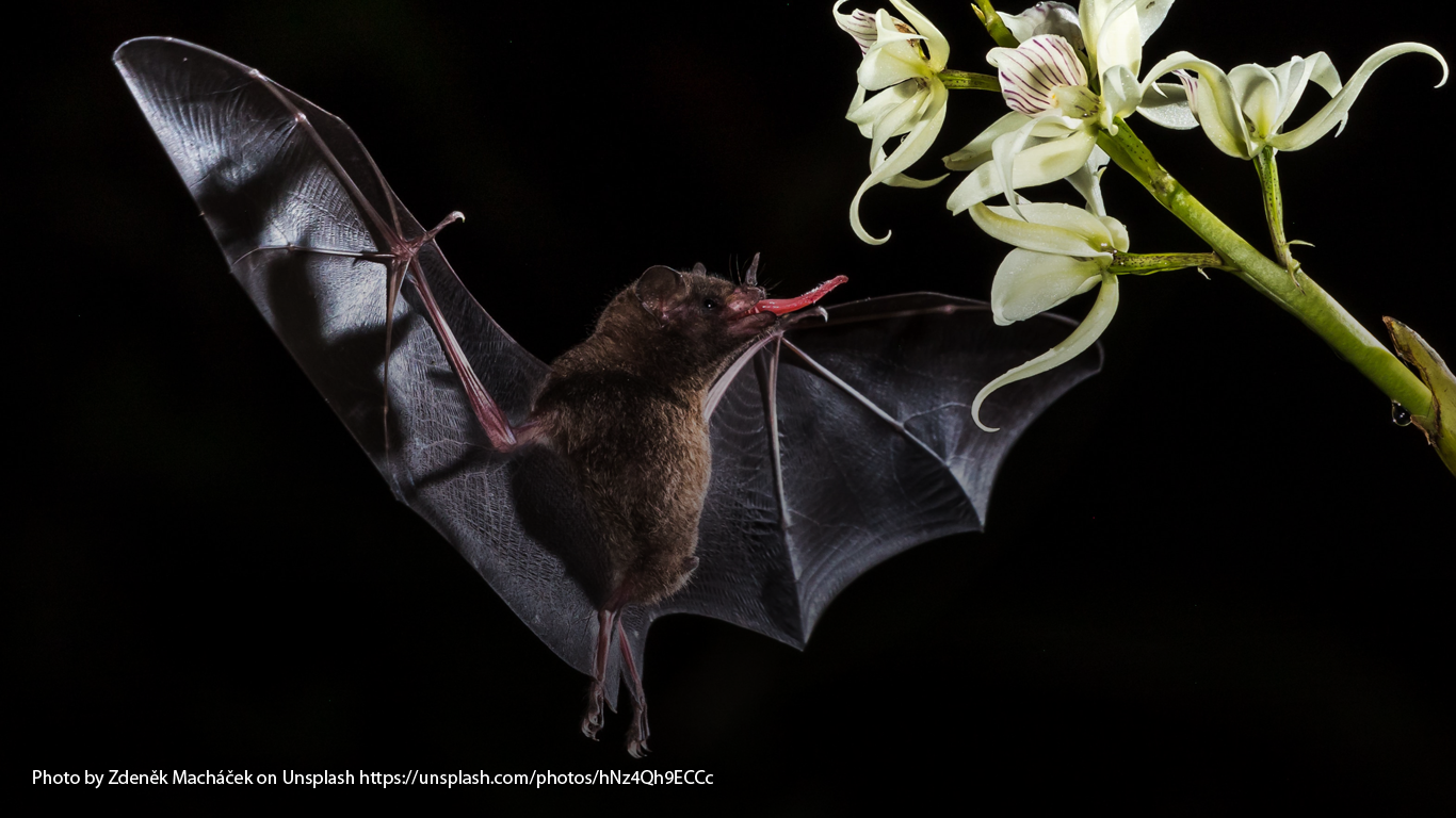 Bat Myths and Folktales from Around the World