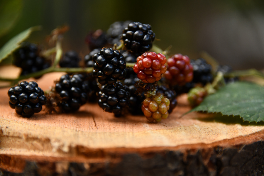 Blackberries, Photo by Shelley Pauls on Unsplash
